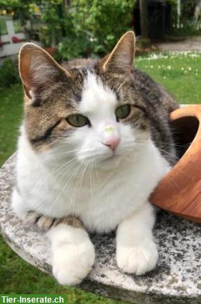 Katze Zira 9j. sucht neues Zuhause mit Freigang durchs Törli
