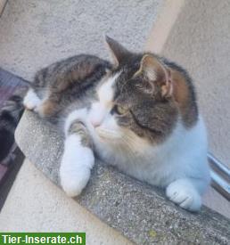 Bild 2: Katze Zira 9j. sucht neues Zuhause mit Freigang durchs Törli