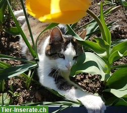 Bild 3: Katze Zira 9j. sucht neues Zuhause mit Freigang durchs Törli