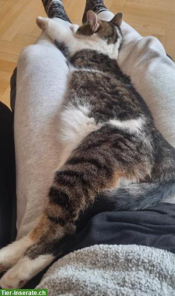 Bild 4: Katze Zira 9j. sucht neues Zuhause mit Freigang durchs Törli