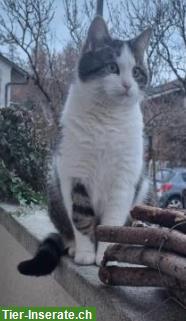 Bild 5: Katze Zira 9j. sucht neues Zuhause mit Freigang durchs Törli