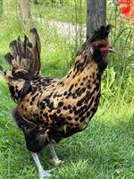 Schöne Tirolerhuhn Henne zu verkaufen