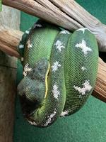 1.1 Corallus Batesii + 1.1 Corallus Caninus Guyana abzugeben