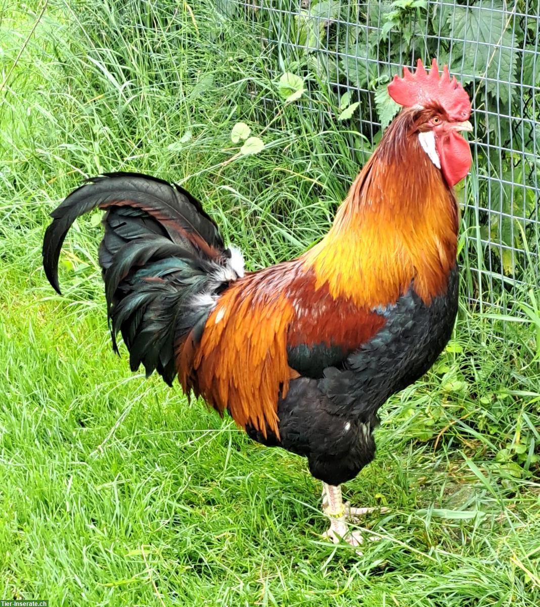Schöner Sulmtaler Hahn, gross und kräftig