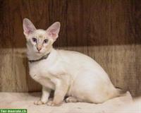 Traumhafte Balinesen Kitten suchen Ihren Lieblingsmenschen
