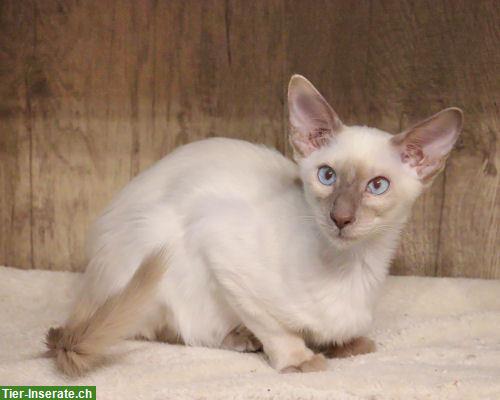 Bild 2: Traumhafte Balinesen Kitten suchen Ihren Lieblingsmenschen