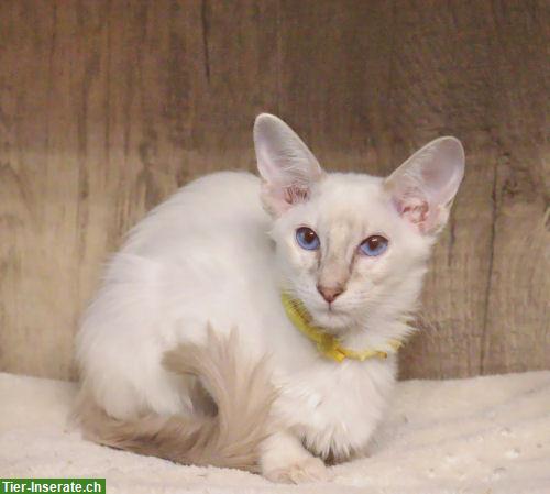 Bild 3: Traumhafte Balinesen Kitten suchen Ihren Lieblingsmenschen