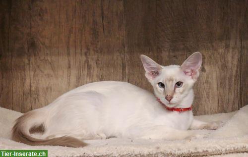 Bild 4: Traumhafte Balinesen Kitten suchen Ihren Lieblingsmenschen