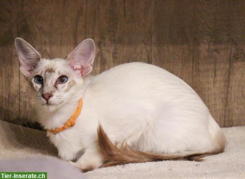 Bild 5: Traumhafte Balinesen Kitten suchen Ihren Lieblingsmenschen