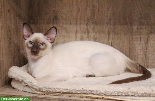 Bild 6: Traumhafte Balinesen Kitten suchen Ihren Lieblingsmenschen