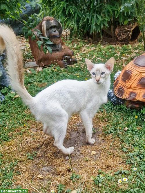 Bild 7: 5 Traumhafte Balinesen Kitten suchen ein Zuhause