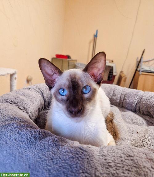 Bild 8: 5 Traumhafte Balinesen Kitten suchen ein Zuhause