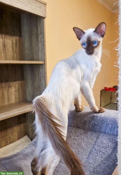Bild 9: 5 Traumhafte Balinesen Kitten suchen ein Zuhause
