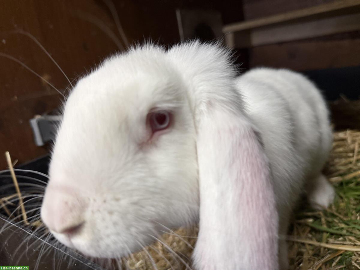 Französische Widder Kaninchen, Jungtiere, reinrassig