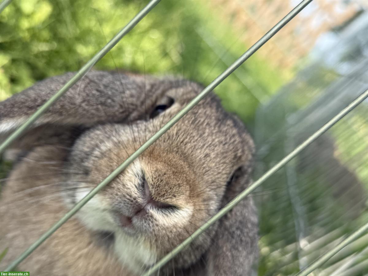 Bild 4: Französische Widder Kaninchen, Jungtiere, reinrassig
