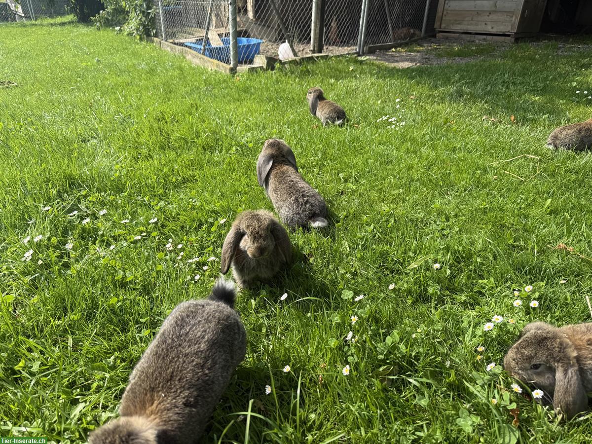 Bild 5: Französische Widder Kaninchen, Jungtiere, reinrassig
