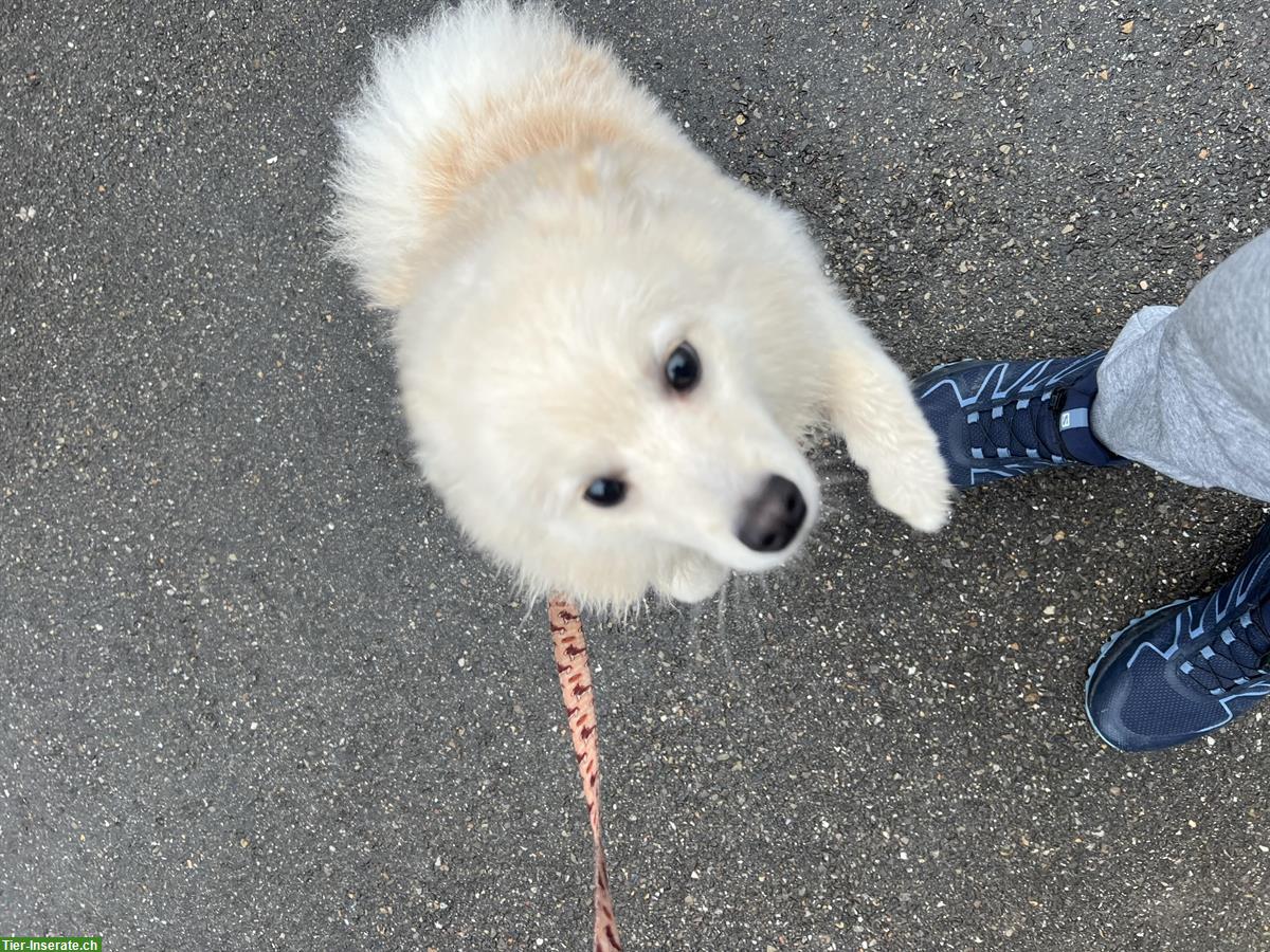 Pomeranian Rüde, 1-jährig zu verkaufen