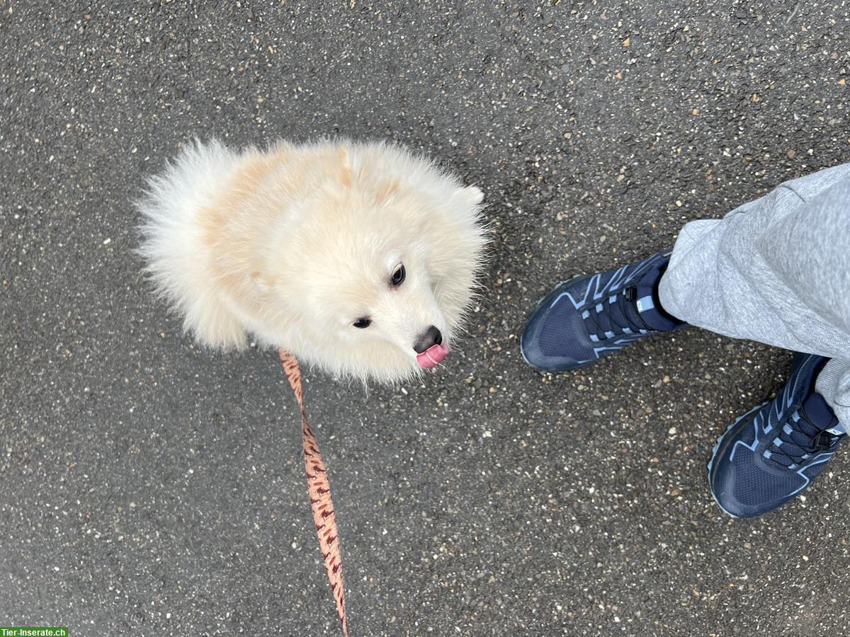 Bild 2: Pomeranian Rüde, 1-jährig zu verkaufen
