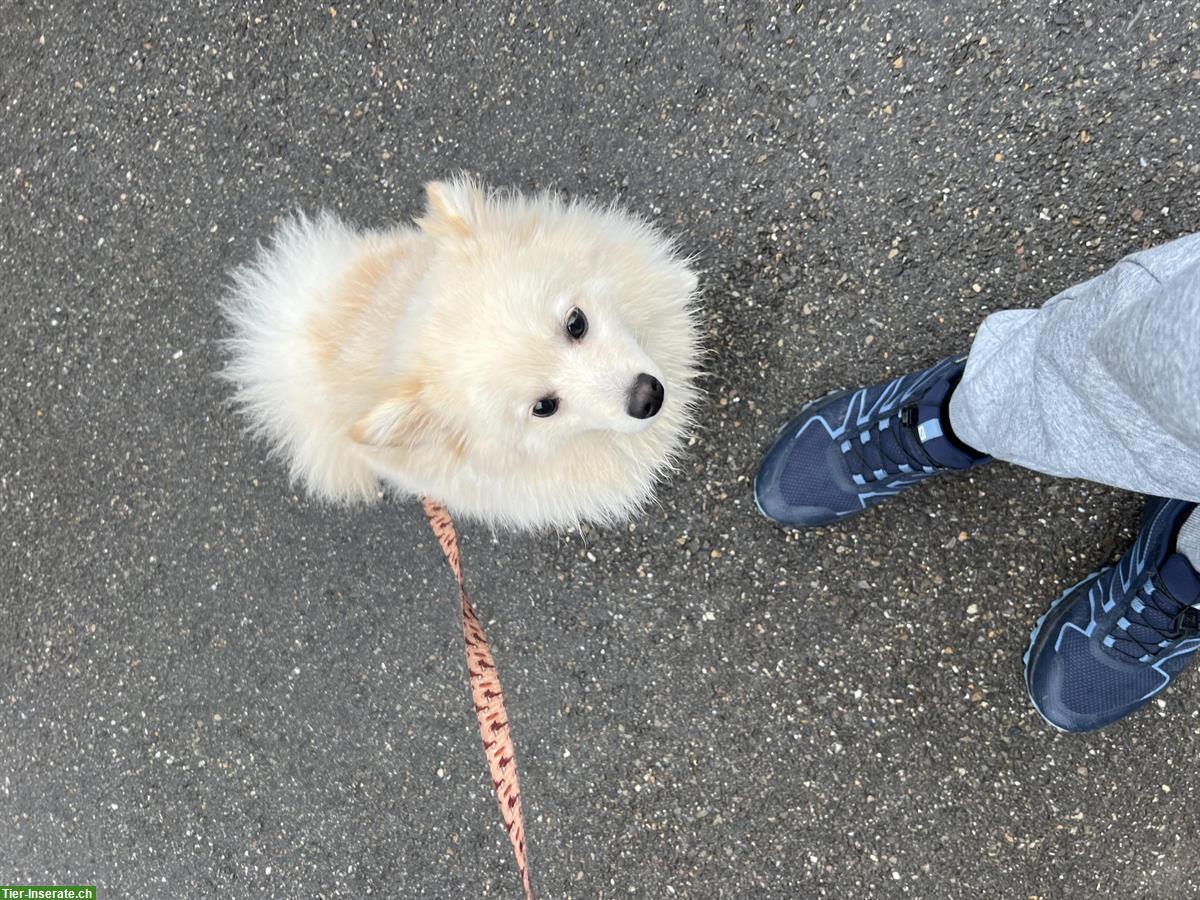 Bild 3: Pomeranian Rüde, 1-jährig zu verkaufen
