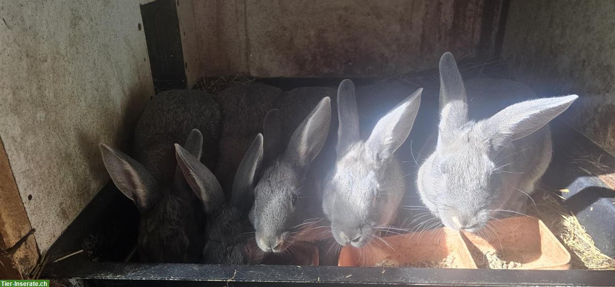 Junge Schweizer Feh Kaninchen
