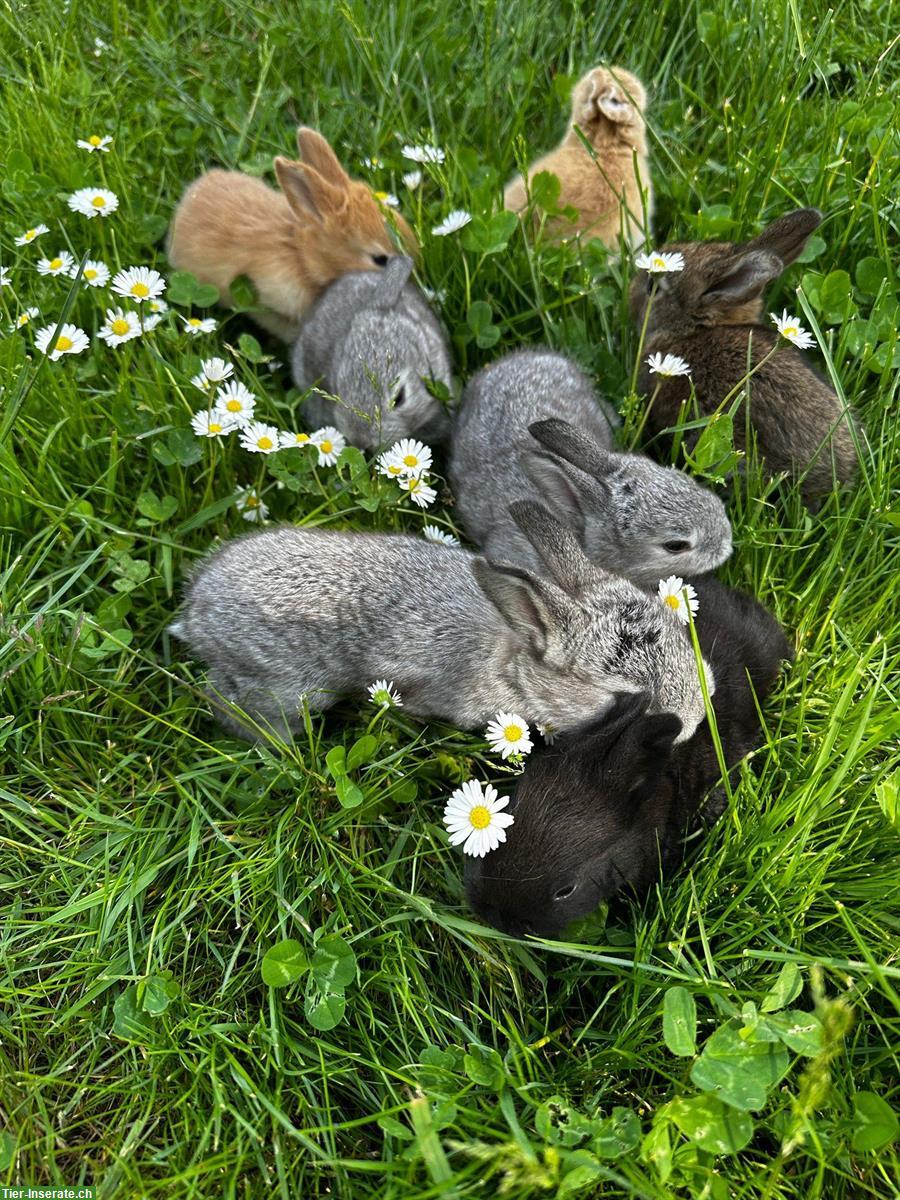 Junge Deutsche Riesen Kaninchen zu verkaufen
