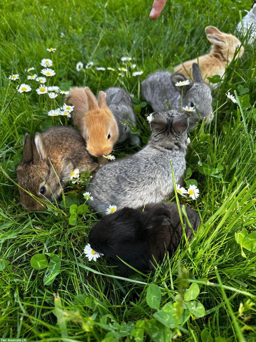 Bild 2: Junge Deutsche Riesen Kaninchen zu verkaufen