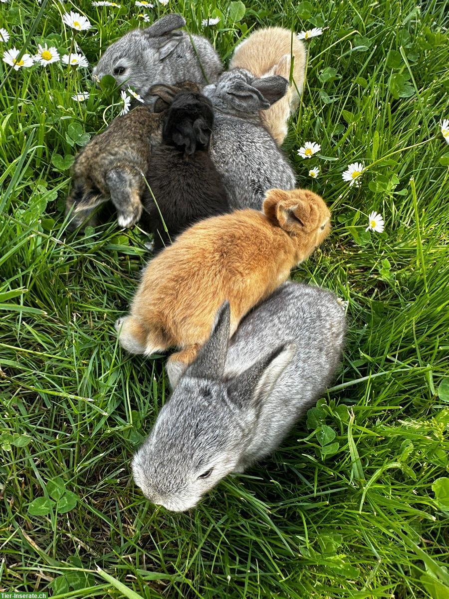 Bild 3: Junge Deutsche Riesen Kaninchen zu verkaufen