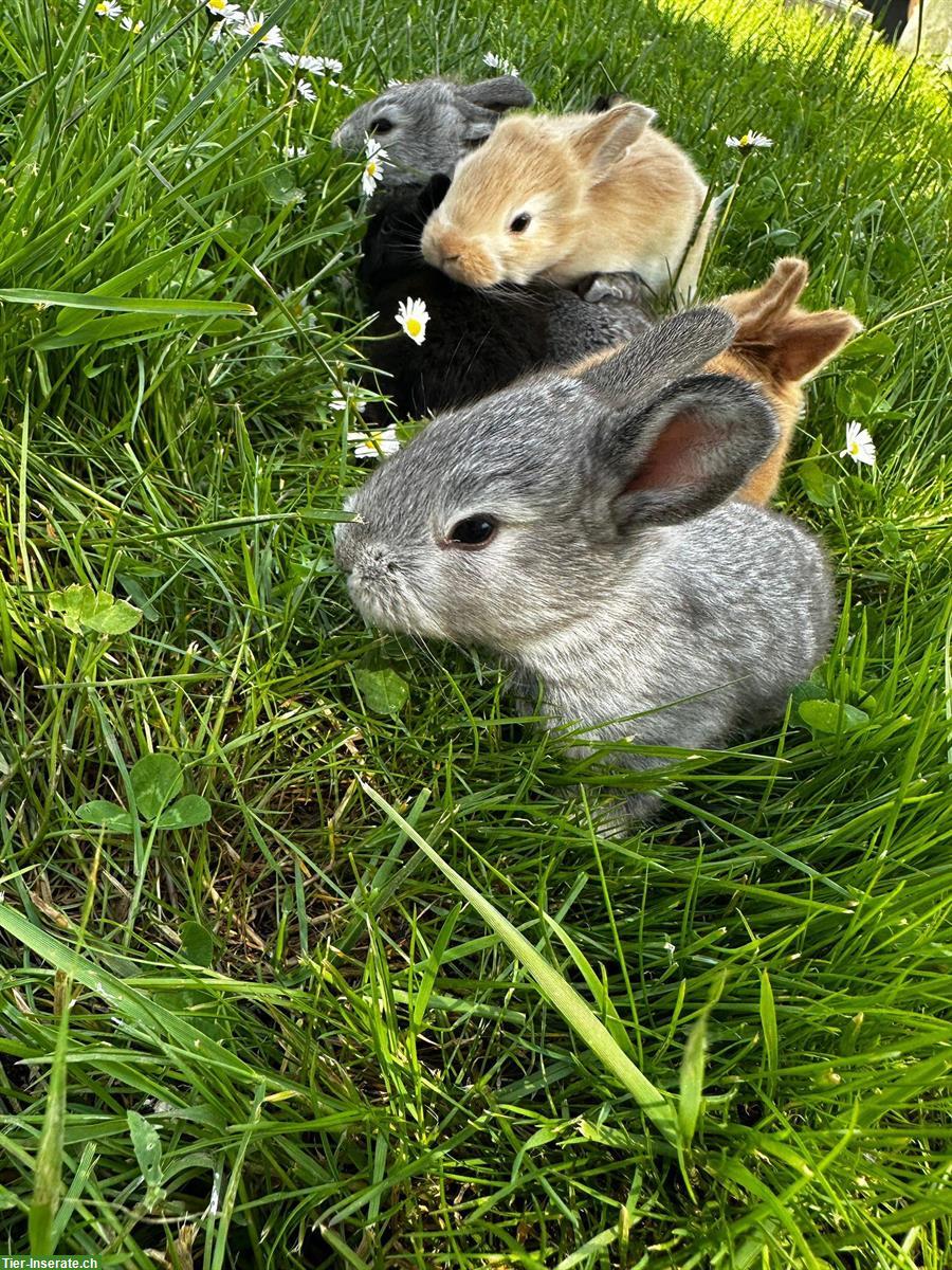 Bild 4: Junge Deutsche Riesen Kaninchen zu verkaufen