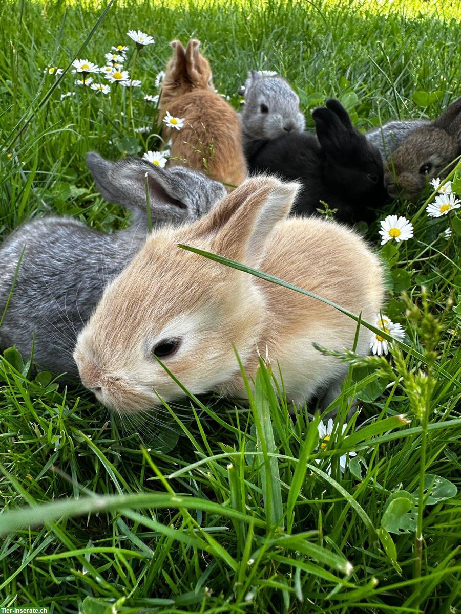 Bild 5: Junge Deutsche Riesen Kaninchen zu verkaufen