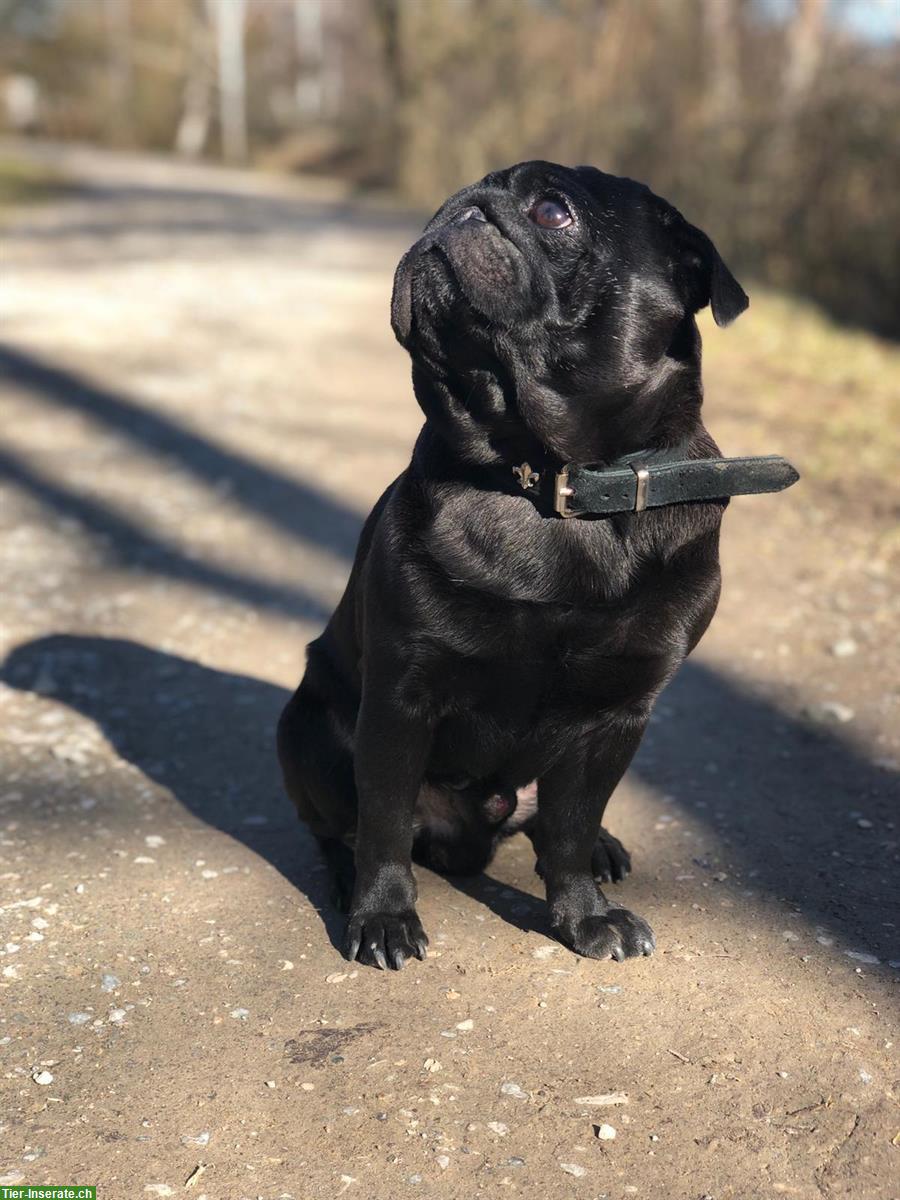 🐾 Lieber Mops Rüde sucht ein ruhiges neues Zuhause 🐾