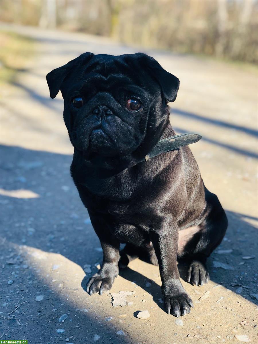 Bild 3: 🐾 Lieber Mops Rüde sucht ein ruhiges neues Zuhause 🐾