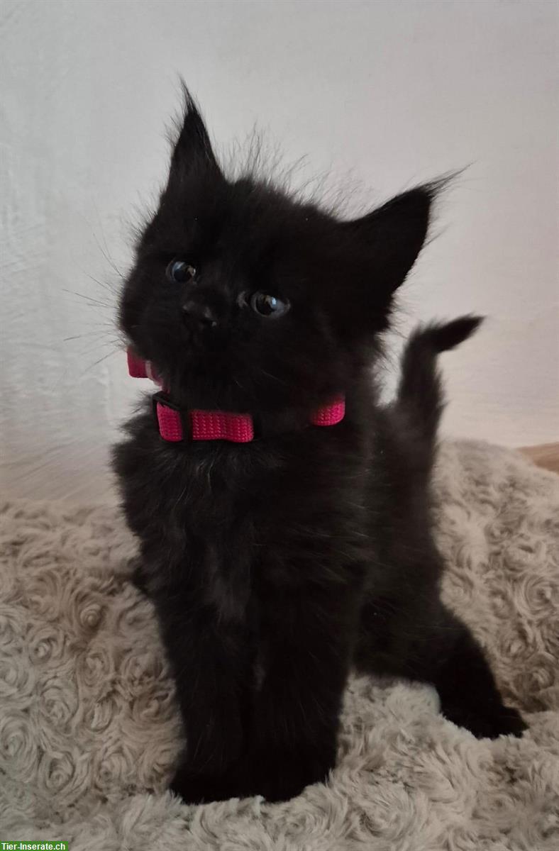 Maine Coon x BKH Mix Kitten suchen Zuhause