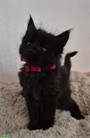 Maine Coon x BKH Mix Kitten suchen Zuhause