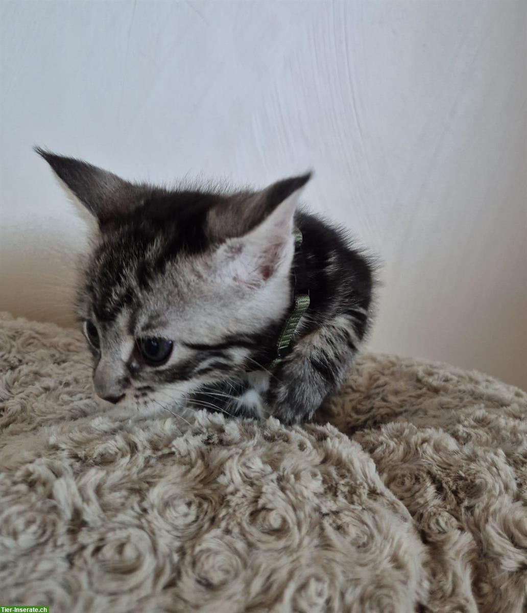 Bild 2: Maine Coon x BKH Mix Kitten suchen Zuhause