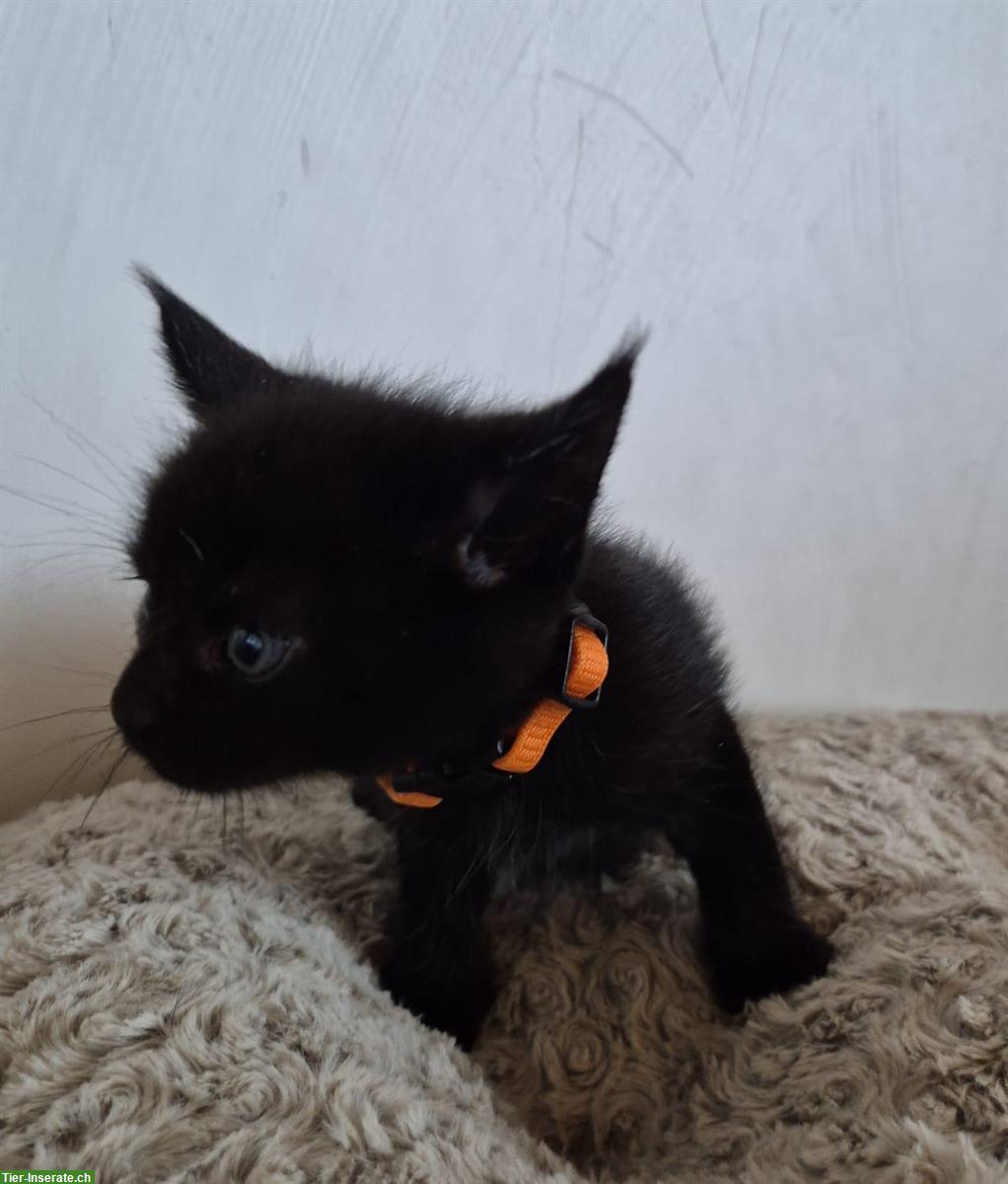 Bild 3: Maine Coon x BKH Mix Kitten suchen Zuhause