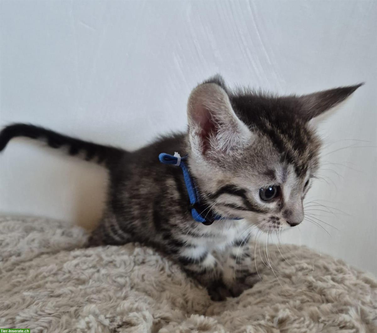 Bild 4: Maine Coon x BKH Mix Kitten suchen Zuhause