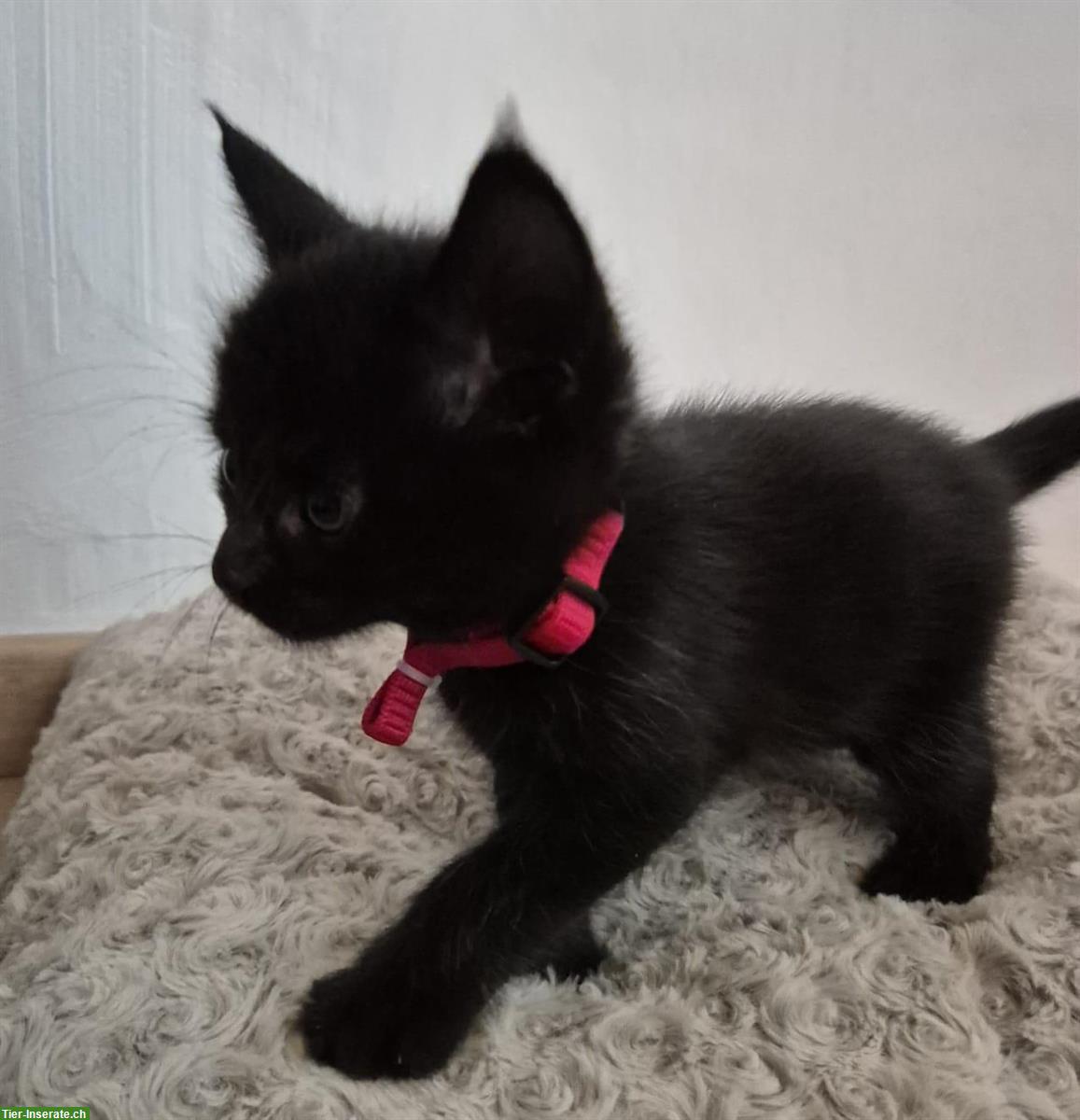 Bild 5: Maine Coon x BKH Mix Kitten suchen Zuhause