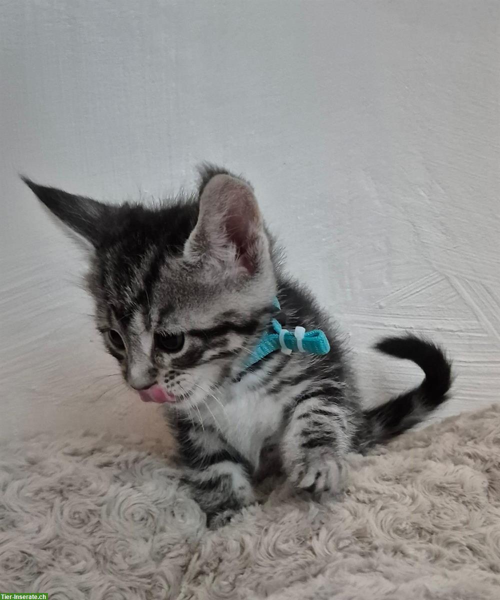 Bild 6: Maine Coon x BKH Mix Kitten suchen Zuhause