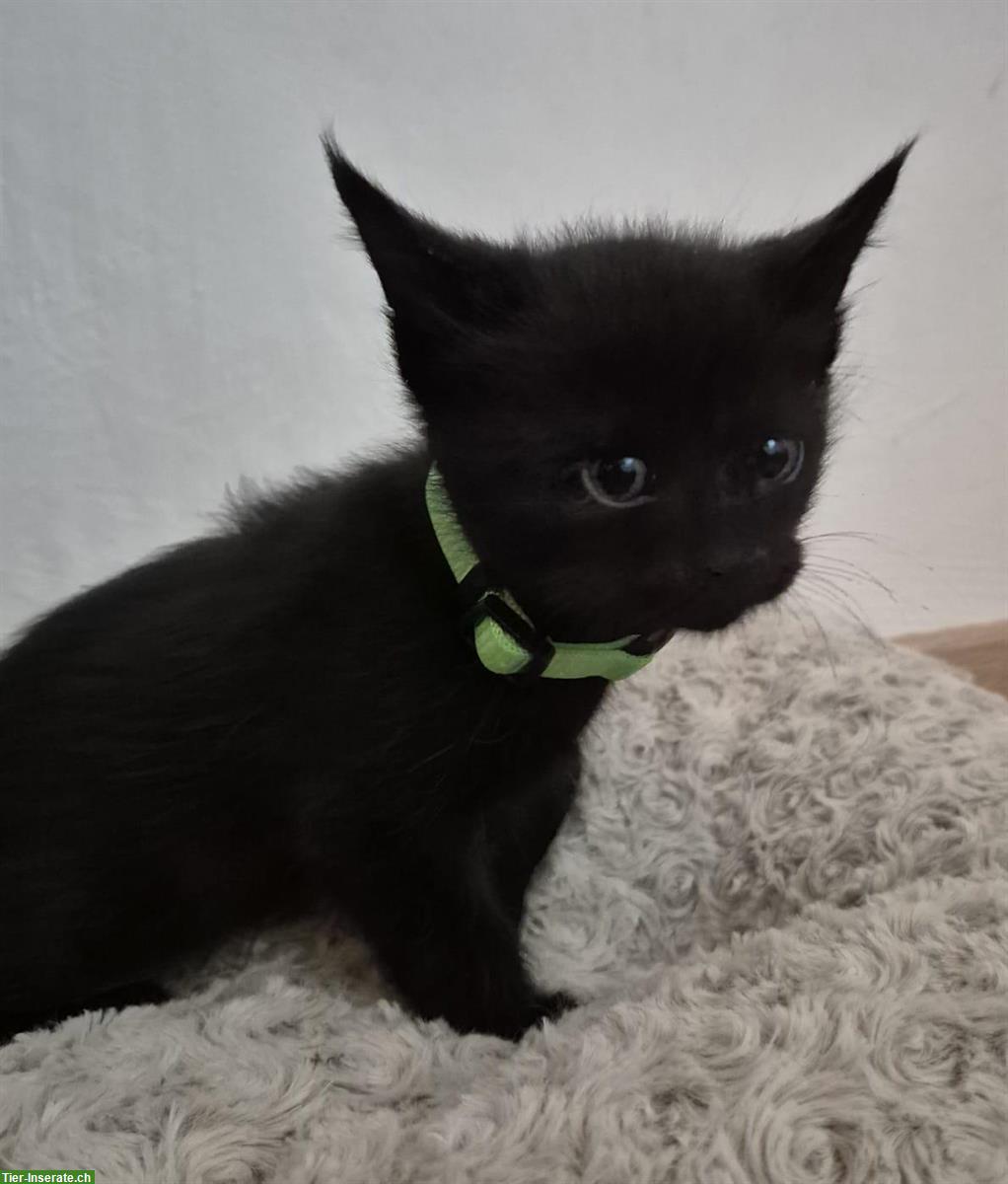 Bild 7: Maine Coon x BKH Mix Kitten suchen Zuhause
