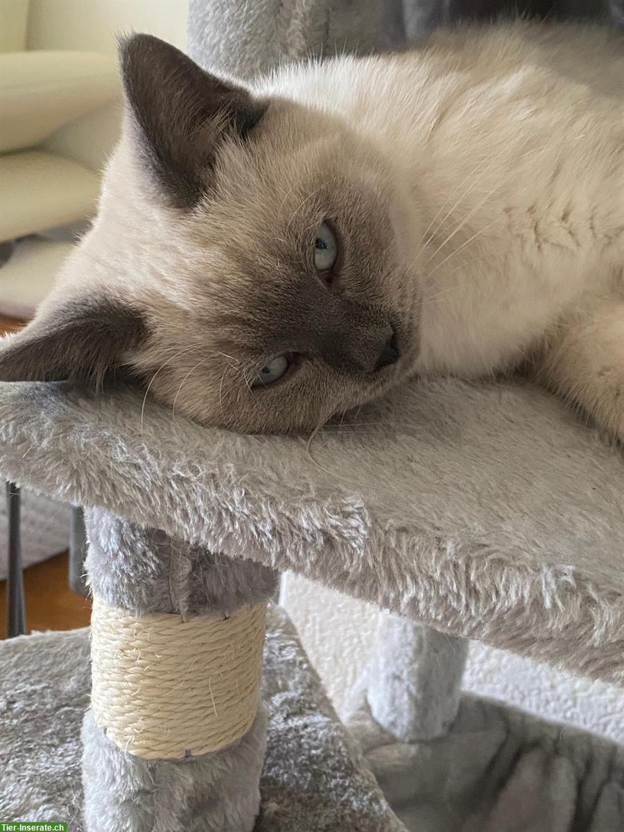 BKH Kater suchen liebevolles neues Zuhause