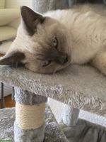 BKH Kater suchen liebevolles neues Zuhause