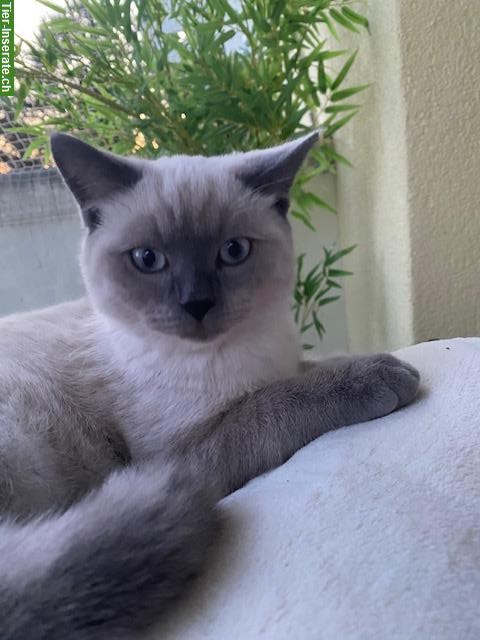 Bild 3: BKH Kater suchen liebevolles neues Zuhause