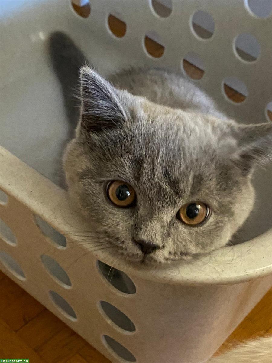 Bild 4: BKH Kater suchen liebevolles neues Zuhause