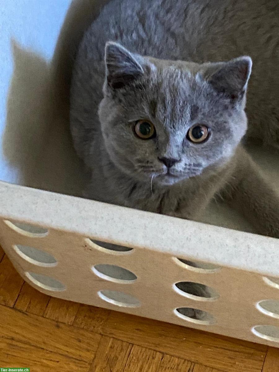 Bild 5: BKH Kater suchen liebevolles neues Zuhause