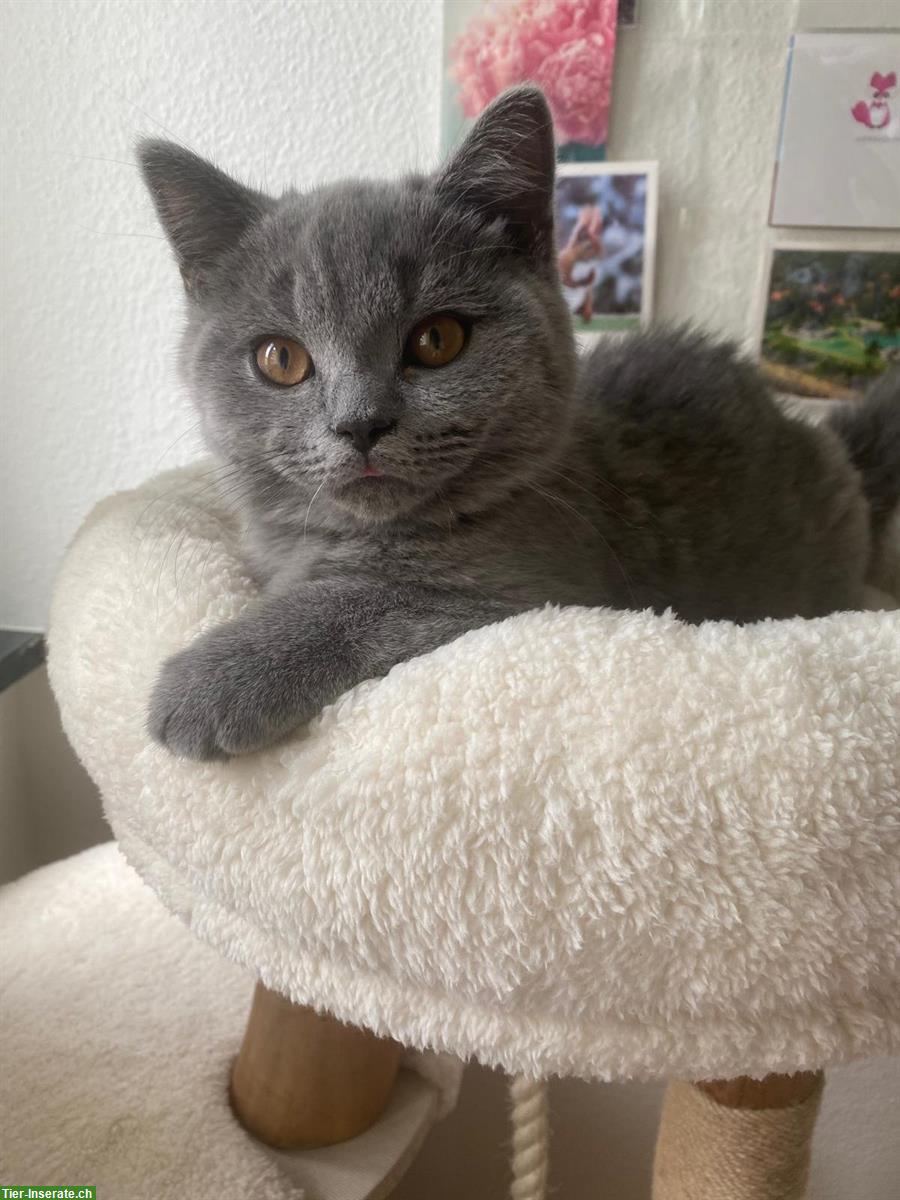 Bild 6: BKH Kater suchen liebevolles neues Zuhause