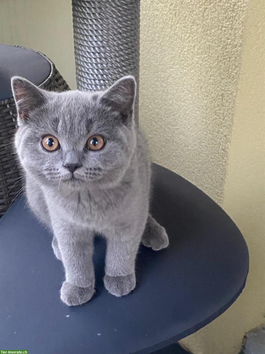 Bild 7: BKH Kater suchen liebevolles neues Zuhause