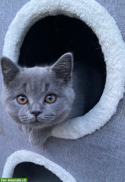 Bild 8: BKH Kater suchen liebevolles neues Zuhause