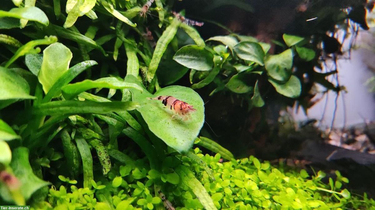 🦐 Zwerggarnelen abzugeben – Raccoon Tiger (Caridina) – Komplettabgabe
