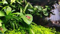 🦐 Zwerggarnelen abzugeben – Raccoon Tiger (Caridina) – Komplettabgabe
