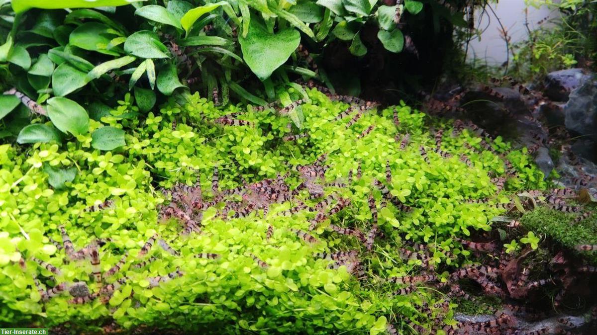 Bild 2: 🦐 Zwerggarnelen abzugeben – Raccoon Tiger (Caridina) – Komplettabgabe